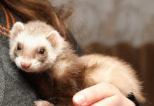 Как ухаживать за хорьком в домашних условиях?