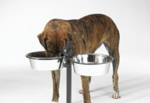 Критерии выбора миски для собак