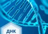 Как делается ДНК-тест: этапы проведения