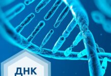Как делается ДНК-тест: этапы проведения
