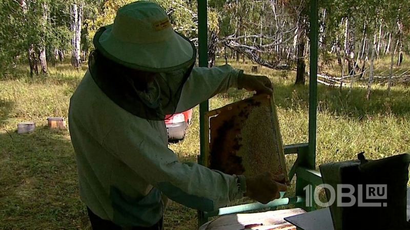 Это неправильные пчёлы? Южноуральские пасечники ощутили дефицит мёда