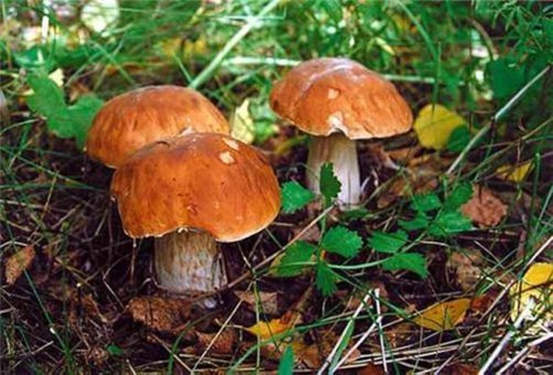 Как быстро появляются грибы после дождя