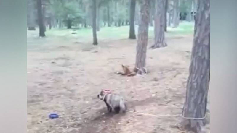 Зоозащитница устроила драку с хозяином волка в Челябинске