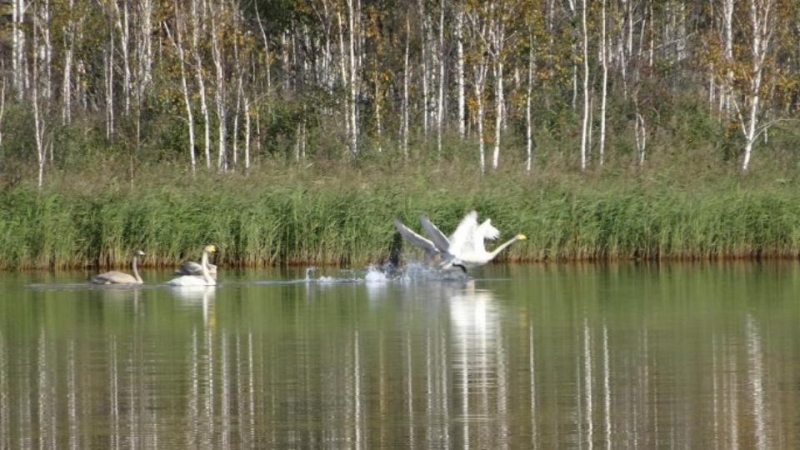 Лебеди поселились в устье реки Сак-Элги в Челябинской области 