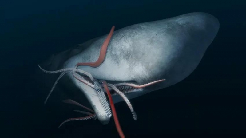 Мифы и правда о гигантских кальмарах