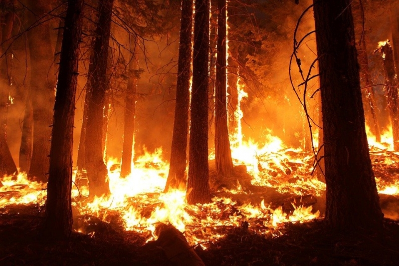 Площадь природного пожара в Ростовской области выросла до ста гектаров