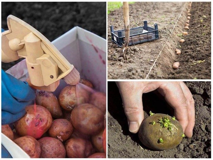 Причины гниения картофеля сразу после сбора его урожая