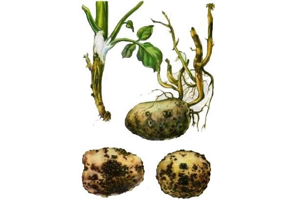 Причины гниения картофеля сразу после сбора его урожая