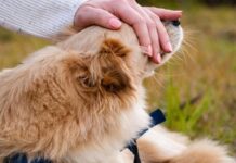 Челябинский завод, отказавшийся от «собачьей охраны», не бросит четвероногих на произвол судьбы