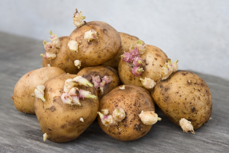 Действительно ли проросший картофель опасен для человека?