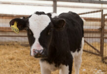 Фермеры Челябинской области завоевали медали на агропромышленной выставке «Золотая осень»