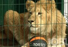 Львенка Симбу и леопарда Еву начали готовить к перелету в Танзанию