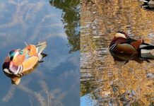 Мандаринок встретили в Челябинске местные жители