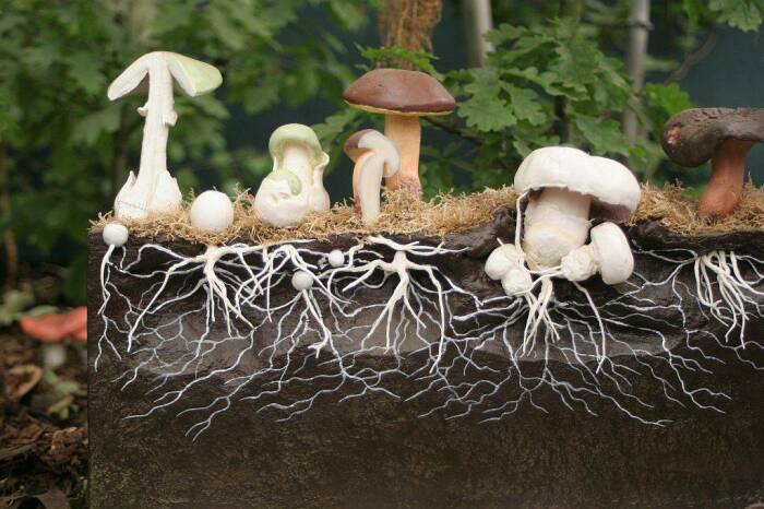 Можно ли посадить лесные грибы у себя на грядке?