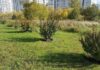 На Северо-Западе Челябинска высадили более 1000 деревьев и кустарников