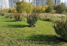 На Северо-Западе Челябинска высадили более 1000 деревьев и кустарников