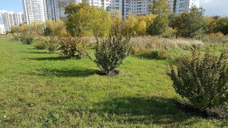 На Северо-Западе Челябинска высадили более 1000 деревьев и кустарников