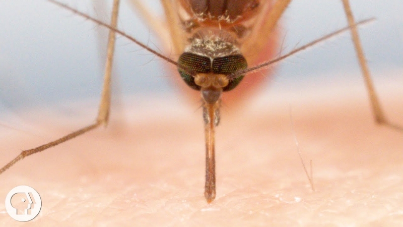 В Израиле нашествие комаров с лихорадкой Западного Нила