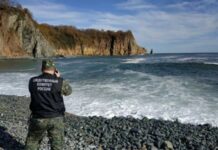 Вице-президент РАН: морские млекопитающие не пострадали от токсичных водорослей на Камчатке