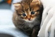 На что обратить внимание при выборе котенка?