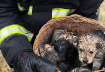 Девять щенков спасли пожарные из горящего дома под Чебаркулём