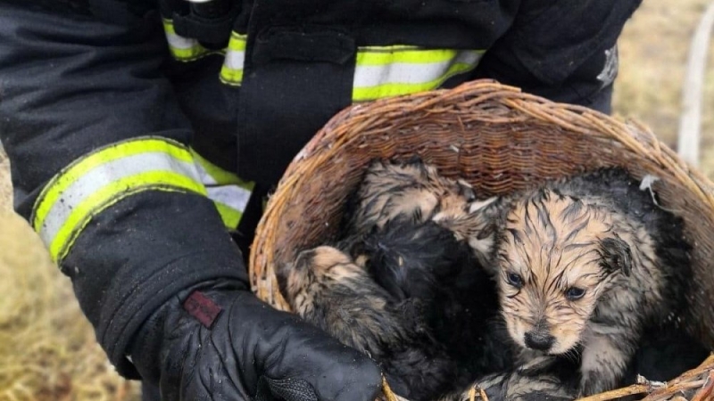 Девять щенков спасли пожарные из горящего дома под Чебаркулём