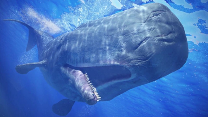Может ли кит проглотить человека