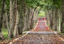 В Челябинске ликвидируют 152 аварийных дерева