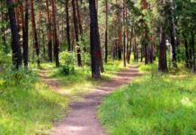 В Челябинске прошло совещание по вопросам сохранения городского бора