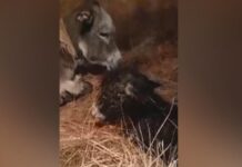 В приюте Карена Даллакяна родился ослёнок