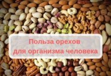 Польза орехов для организма человека