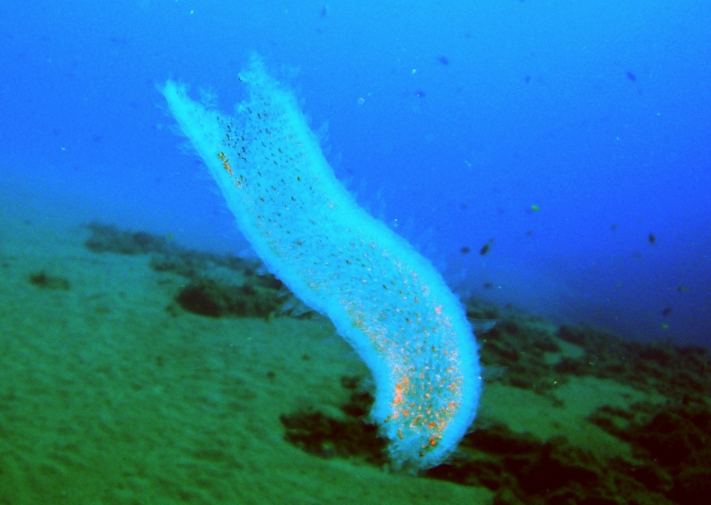 Огнетелки или гигантская подводная труба
