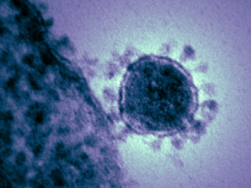 Почему существуют вирусы и почему они не «вымерли»?