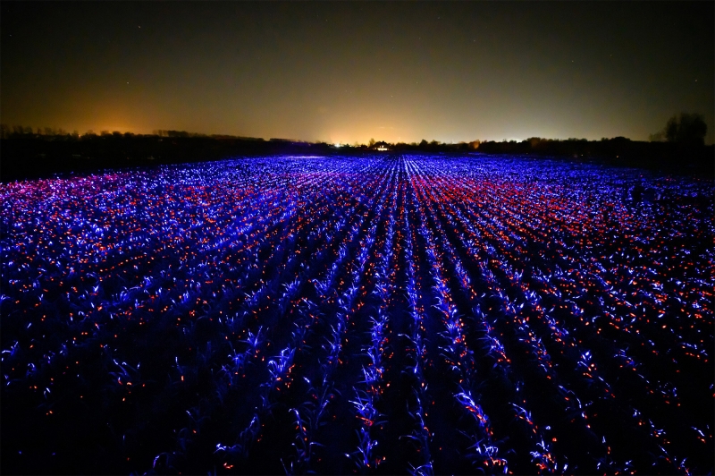 Светящееся поле в Нидерландах