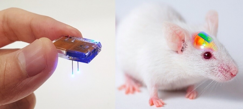Ученые смогли управлять живой мышью через приложение со смартфона