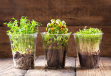 Микрозелень огромная польза в маленьких ростках