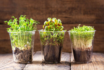 Микрозелень огромная польза в маленьких ростках