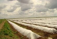 Применение спанбонда в аграрном секторе