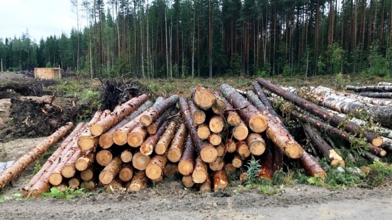 Меры России по защите лесов обернутся потерями для китайского бизнеса и нелегальных рубщиков