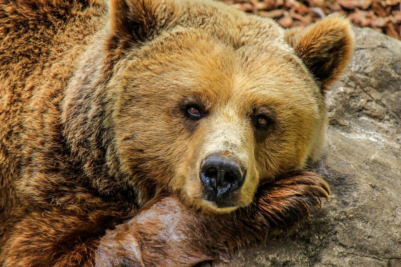 Почему медведи просыпаются зимой?