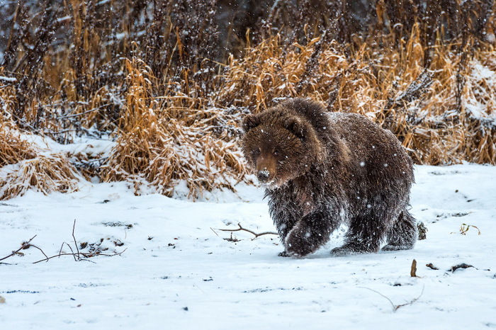 Почему медведи просыпаются зимой?
