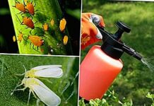 Эффективные методы борьбы с насекомыми