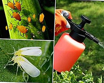 Эффективные методы борьбы с насекомыми