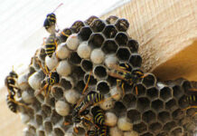 Как бороться с осами в доме?