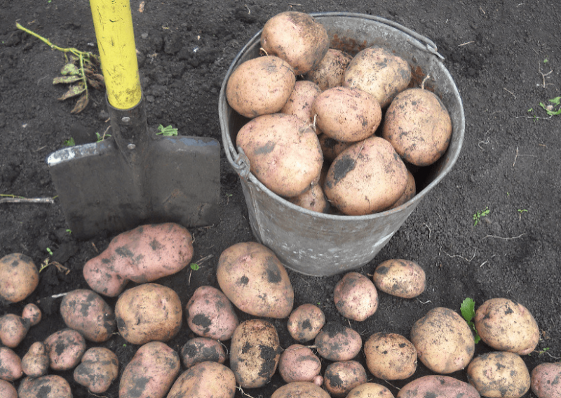 <br />
Своя картошка уже в июне: советы опытных огородников для получения раннего урожая                