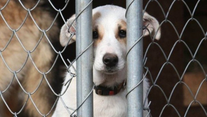 <br />
В Госдуме рассмотрят законопроект об обязательной регистрации домашних животных                