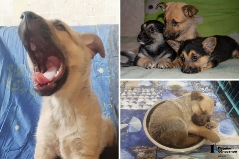 Жительница Трехгорного спасла бездомную собаку и ее семерых щенят