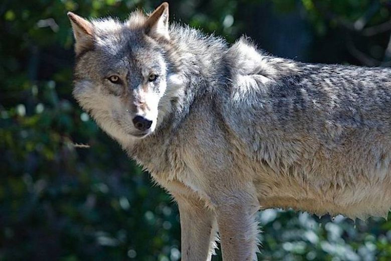 <br />
Бешеный волк набросился на мужчину и его жену возле детского сада в Воронежской области                