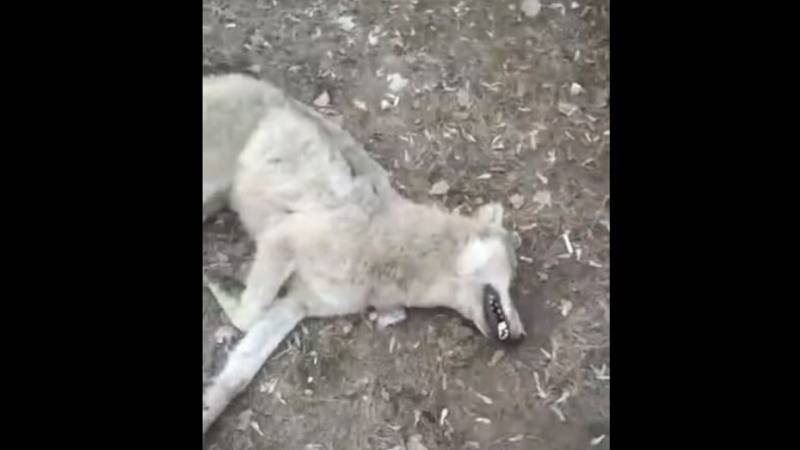 <br />
Бешеный волк набросился на мужчину и его жену возле детского сада в Воронежской области                