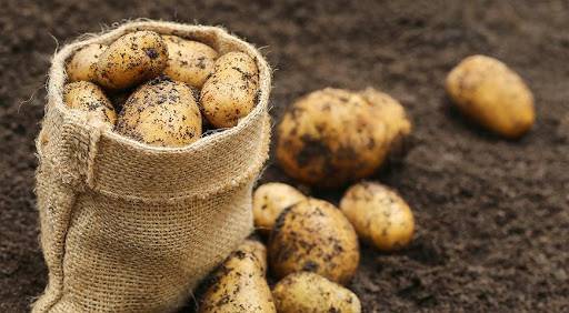 <br />
Благоприятные дни для посадки картофеля в апреле 2021 года по Лунному календарю                